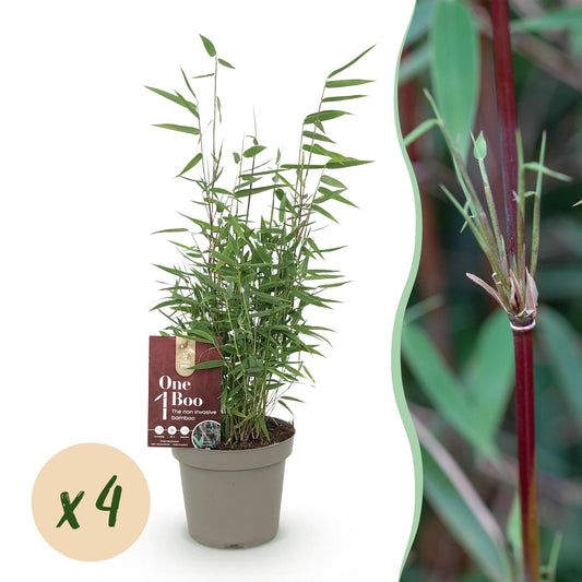 Bamboe - Fargesia Red Dragon - 4 Planten - Niet Woekerend - Forestbloom