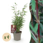 Bamboe - Fargesia Red Dragon - 4 Planten - Niet Woekerend - Forestbloom