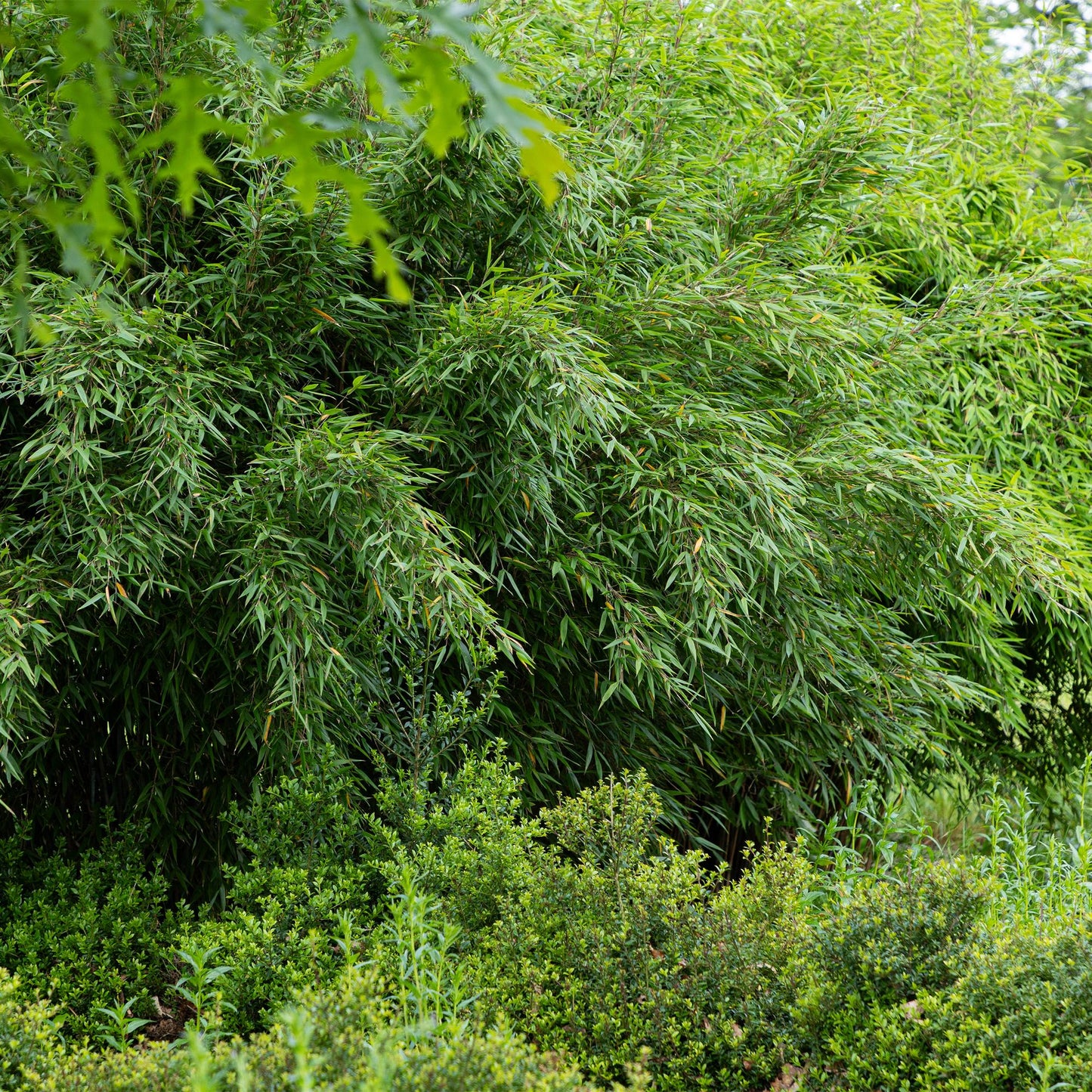 Bamboe - Fargesia Red Dragon - 4 Planten - Niet Woekerend - Forestbloom
