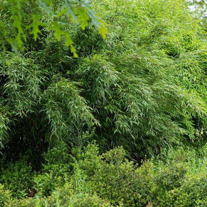 Bamboe - Fargesia Red Dragon - 4 Planten - Niet Woekerend - Forestbloom
