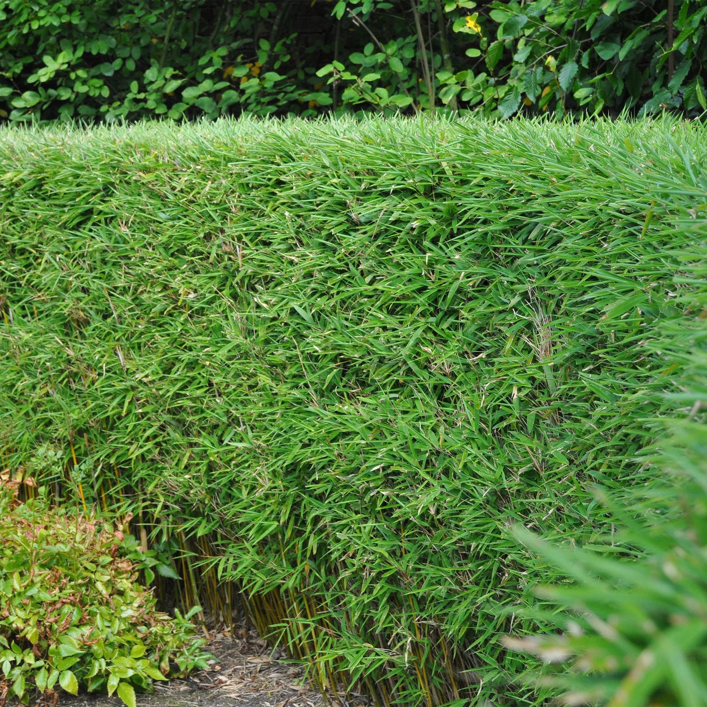 Bamboe - Fargesia rufa - 2 Planten - Niet Woekerend - Forestbloom
