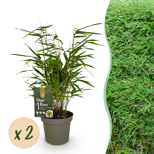 Bamboe - Fargesia rufa - 2 Planten - Niet Woekerend - Forestbloom