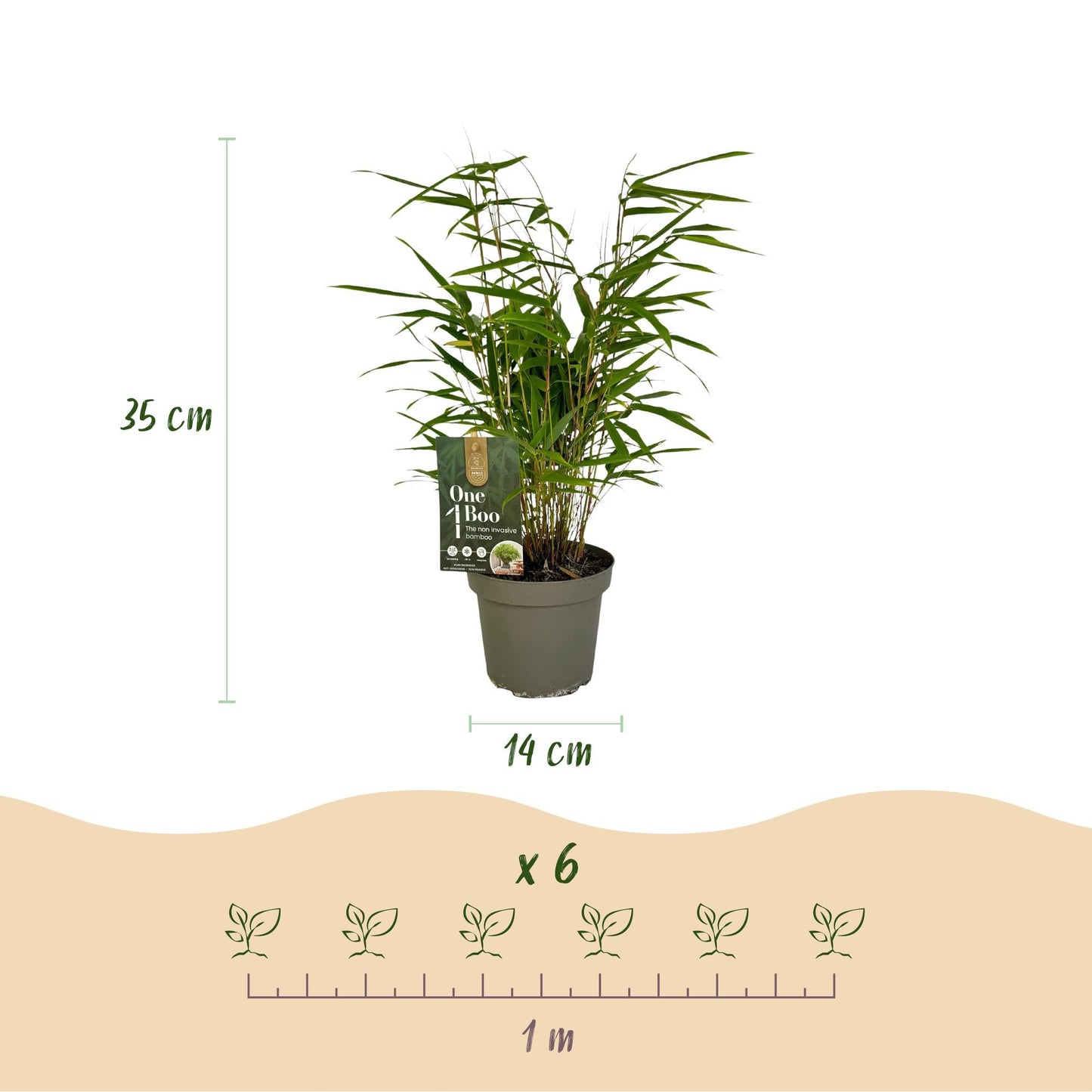 Bamboe - Fargesia rufa - 2 Planten - Niet Woekerend - Forestbloom