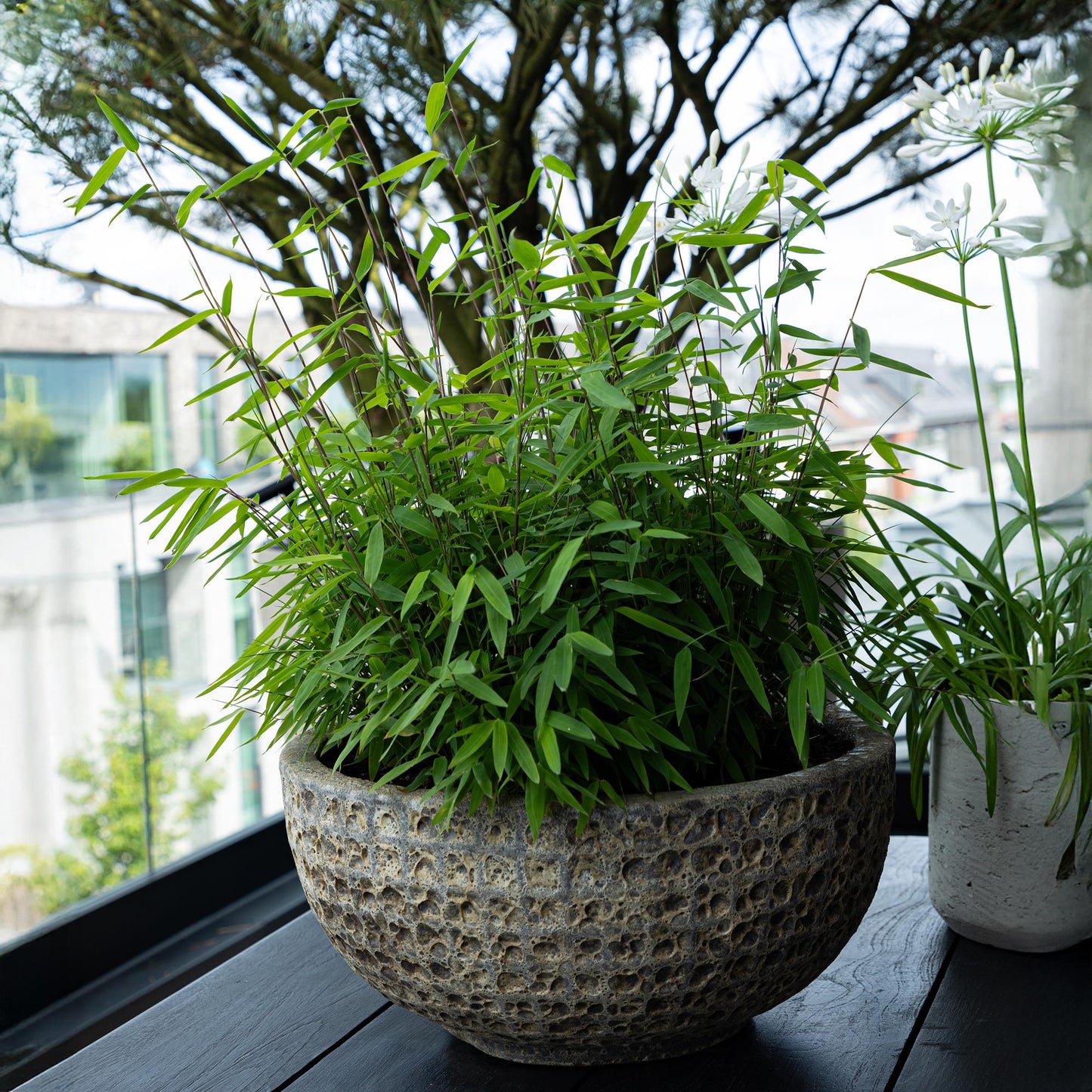 Bamboe - Fargesia rufa - 2 Planten - Niet Woekerend - Forestbloom