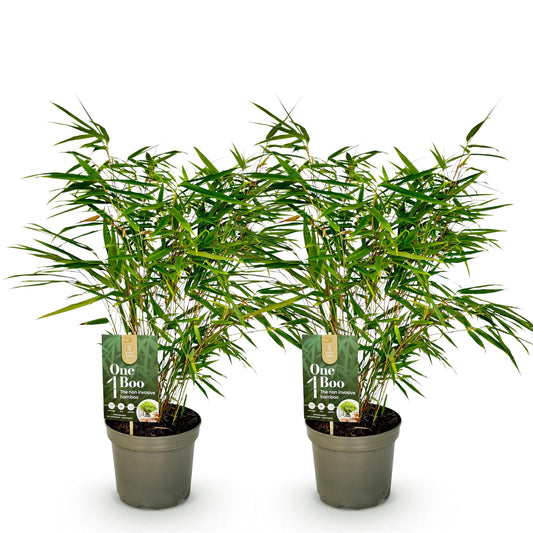 Bamboe - Fargesia rufa - 2 Planten - Niet Woekerend - Forestbloom