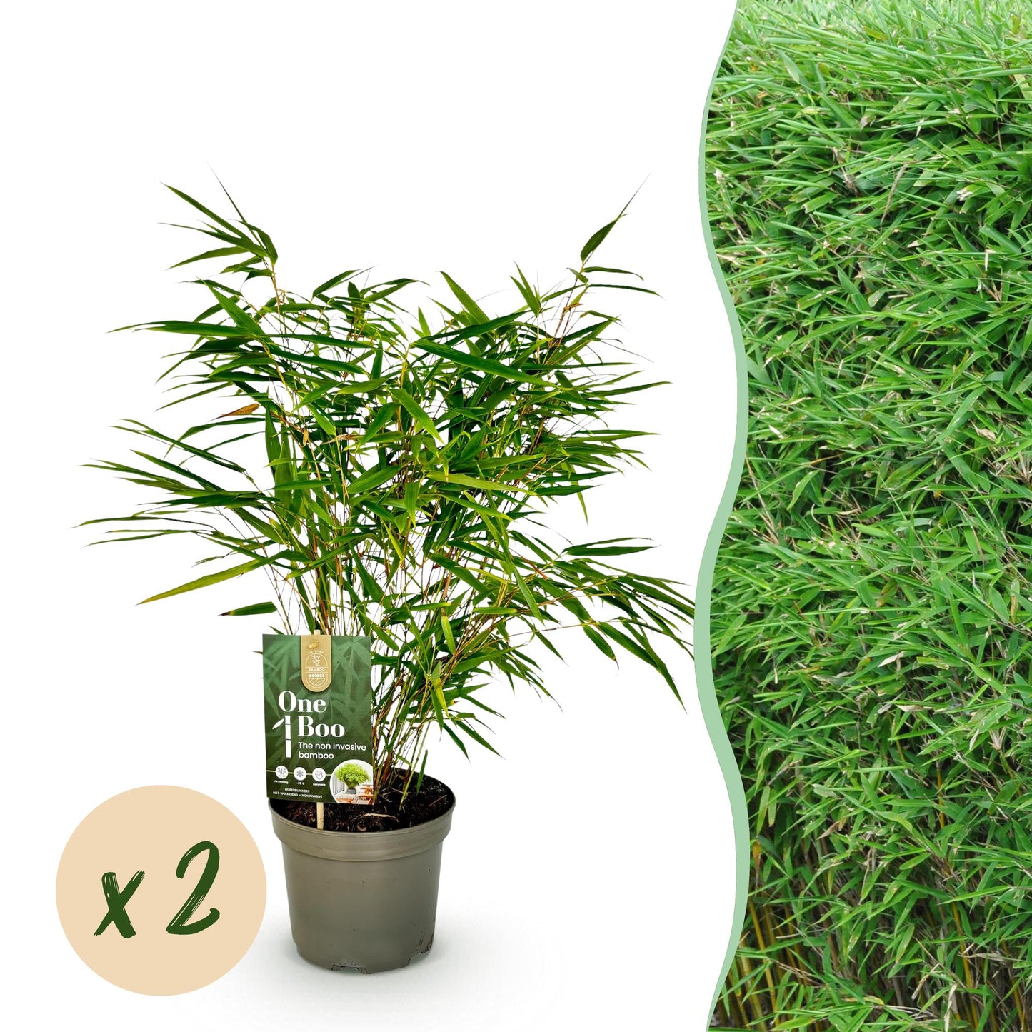 Bamboe - Fargesia rufa - 2 Planten - Niet Woekerend - Forestbloom