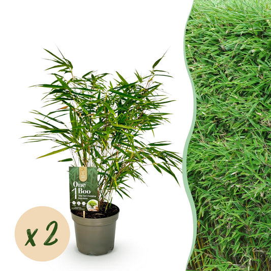 Bamboe - Fargesia rufa - 2 Planten - Niet Woekerend - Forestbloom