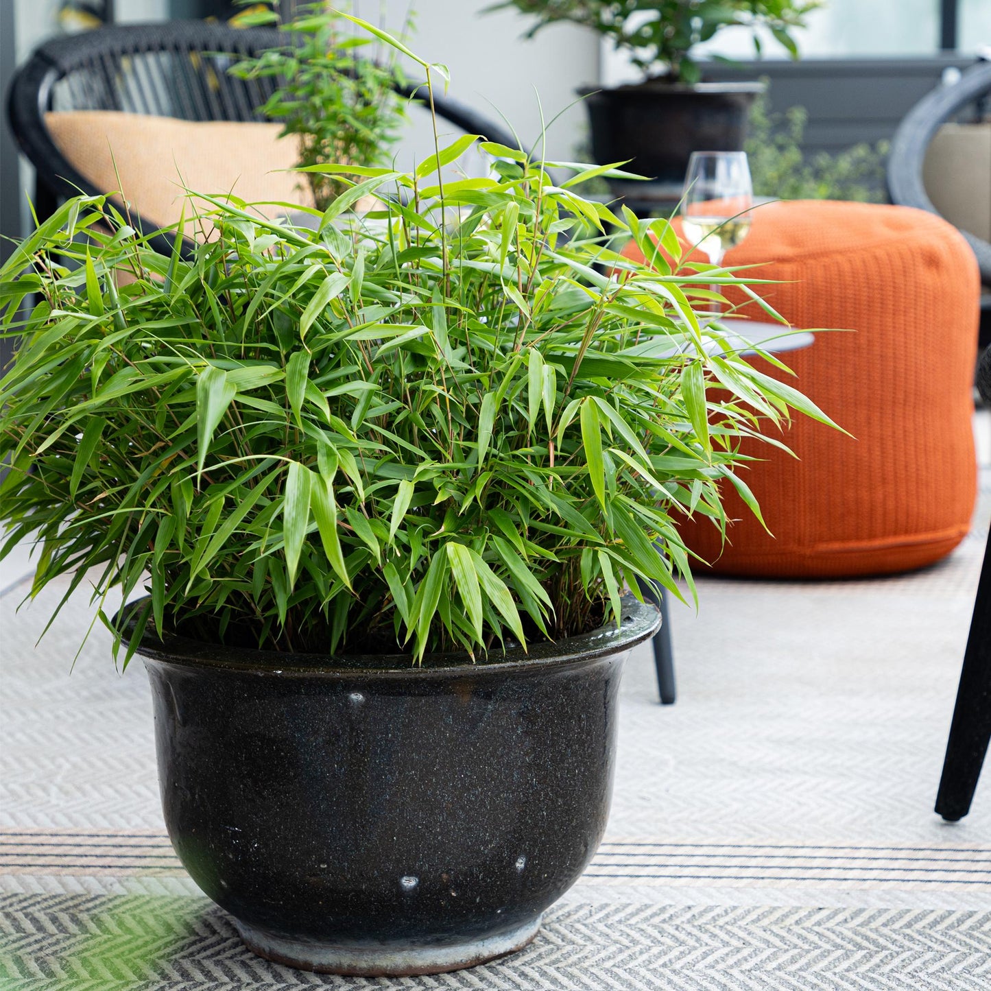 Bamboe - Fargesia rufa - 2 Planten - Niet Woekerend - Forestbloom