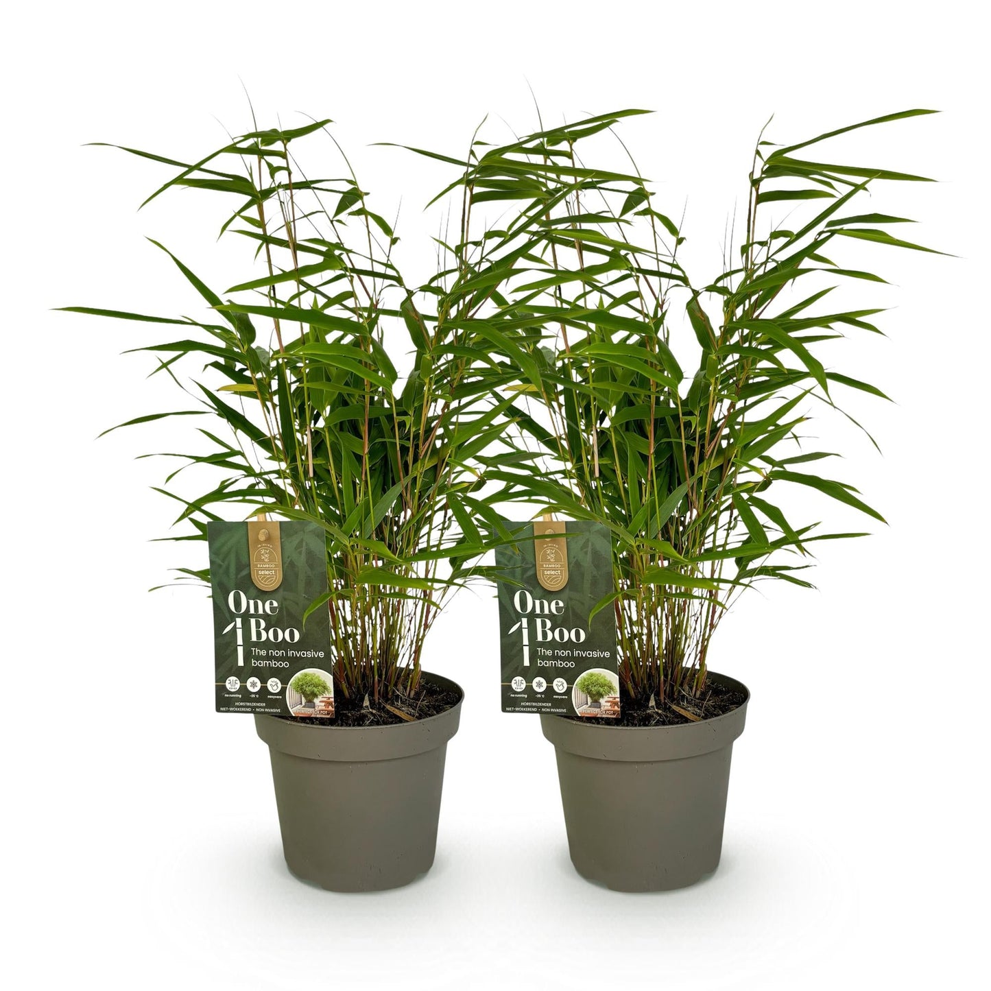 Bamboe - Fargesia rufa - 2 Planten - Niet Woekerend - Forestbloom