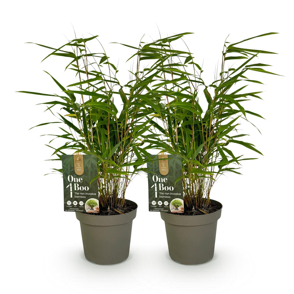 Bamboe - Fargesia rufa - 2 Planten - Niet Woekerend - Forestbloom