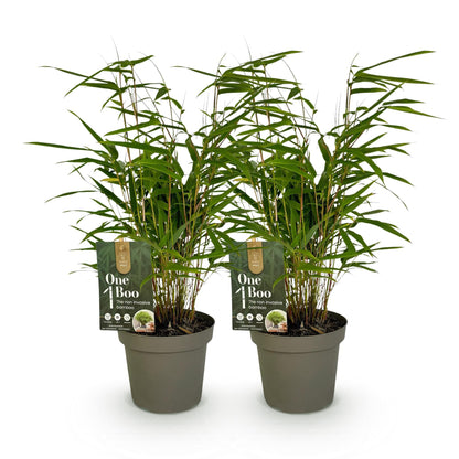 Bamboe - Fargesia rufa - 2 Planten - Niet Woekerend - Forestbloom