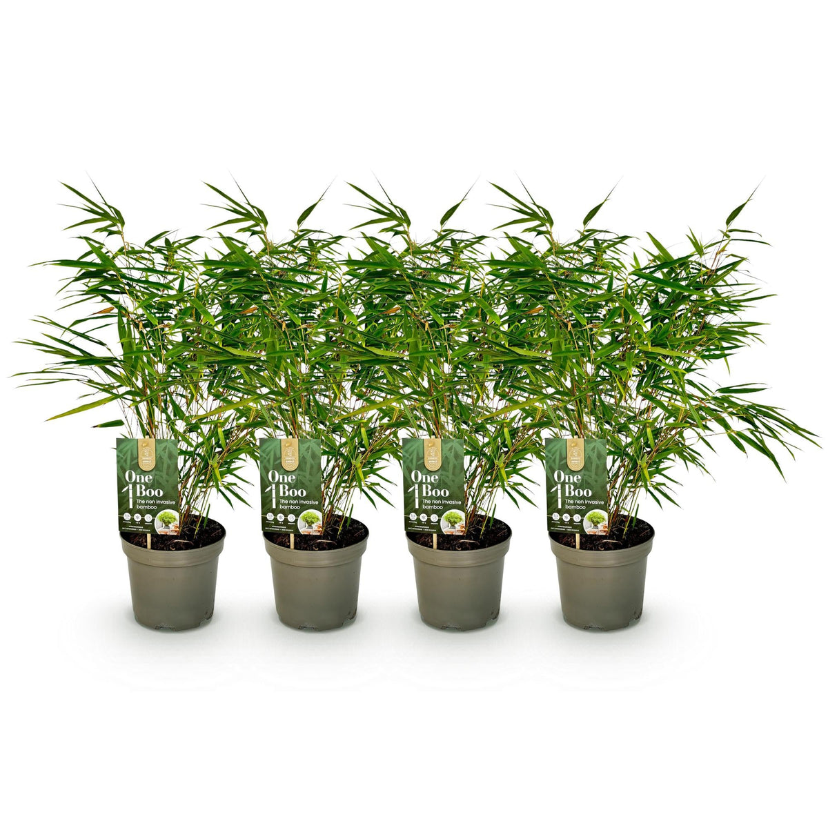Bamboe - Fargesia rufa - 4 Planten - Niet Woekerend - Forestbloom