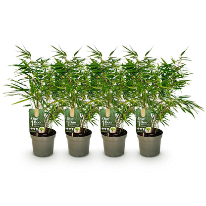 Bamboe - Fargesia rufa - 4 Planten - Niet Woekerend - Forestbloom