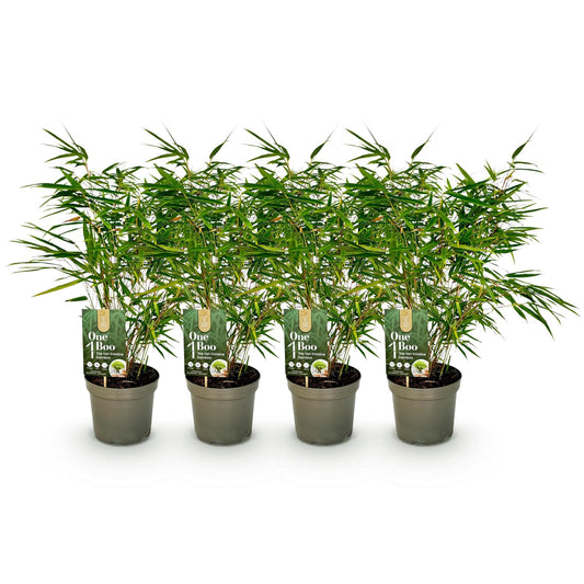 Bamboe - Fargesia rufa - 4 Planten - Niet Woekerend - Forestbloom