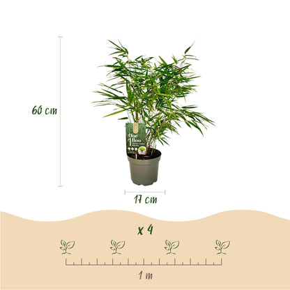 Bamboe - Fargesia rufa - 4 Planten - Niet Woekerend - Forestbloom