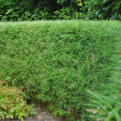 Bamboe - Fargesia rufa - 4 Planten - Niet Woekerend - Forestbloom