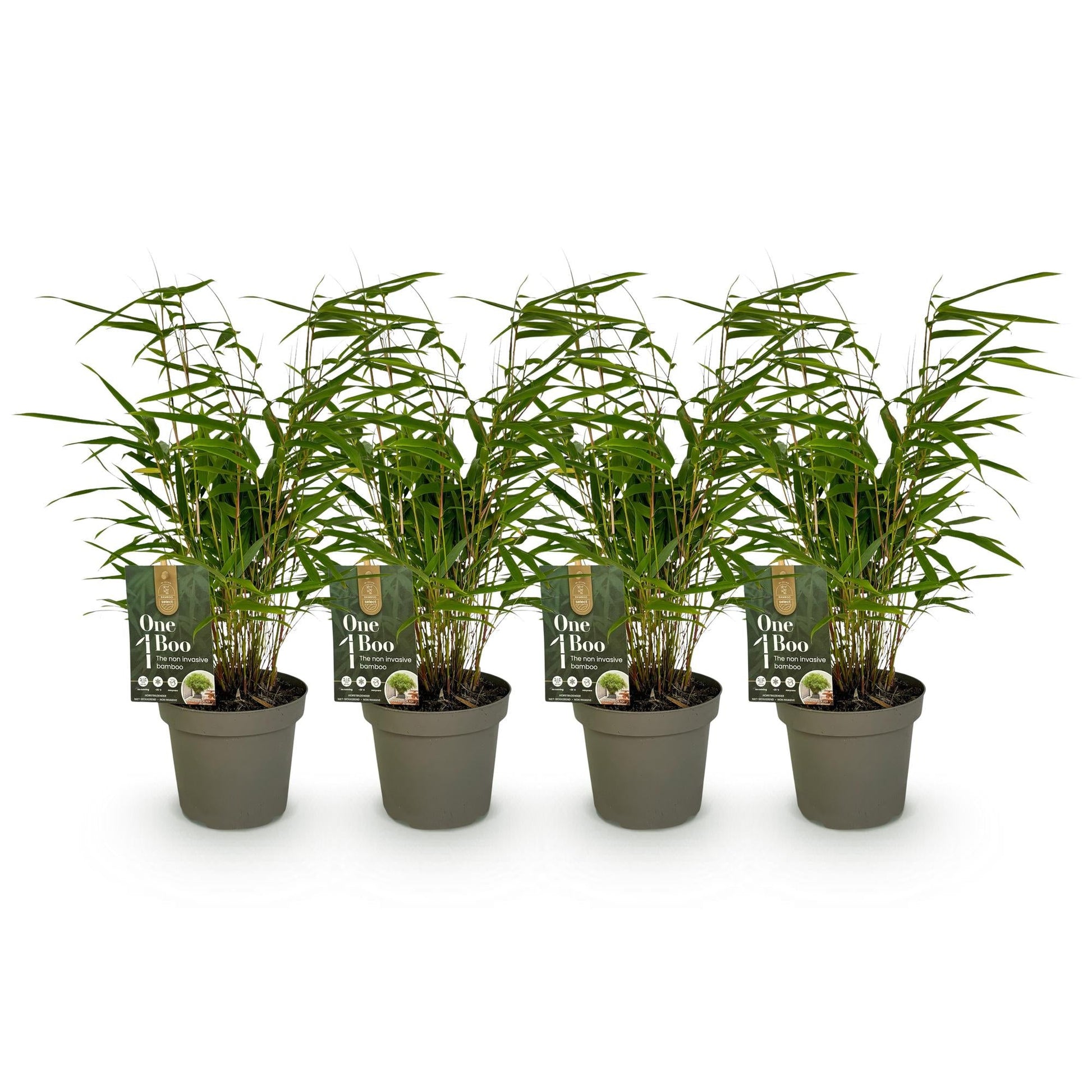 Bamboe - Fargesia rufa - 4 Planten - Niet Woekerend - Forestbloom