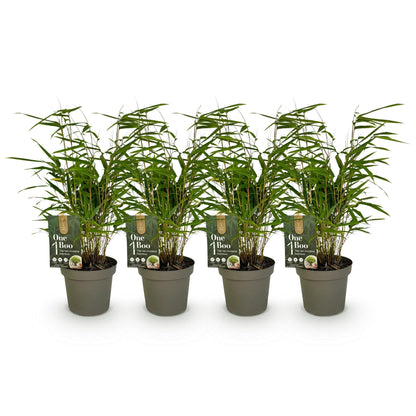 Bamboe - Fargesia rufa - 4 Planten - Niet Woekerend - Forestbloom