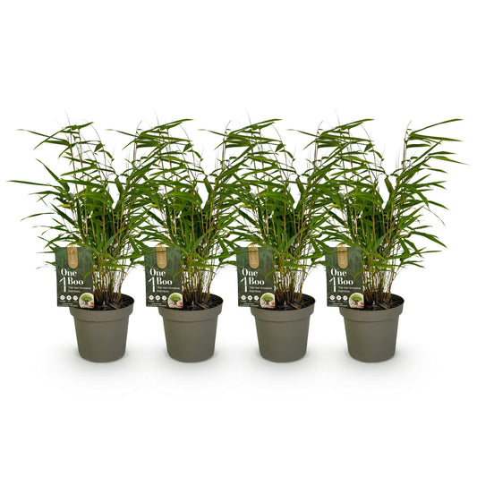 Bamboe - Fargesia rufa - 4 Planten - Niet Woekerend - Forestbloom