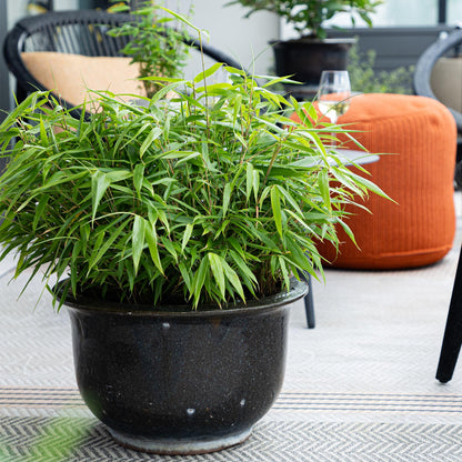 Bamboe - Fargesia rufa - 4 Planten - Niet Woekerend - Forestbloom