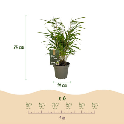 Bamboe - Fargesia rufa - 4 Planten - Niet Woekerend - Forestbloom