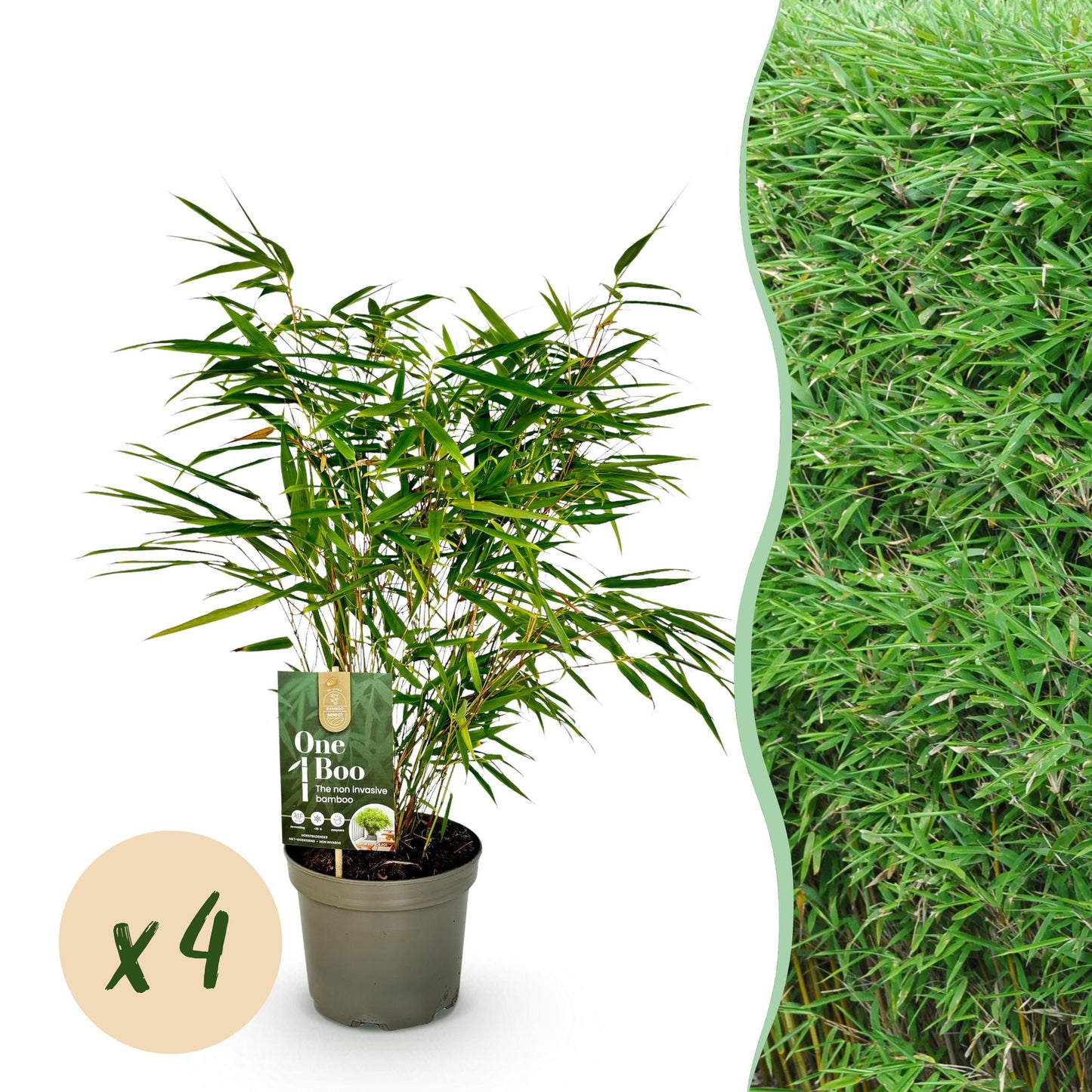 Bamboe - Fargesia rufa - 4 Planten - Niet Woekerend - Forestbloom