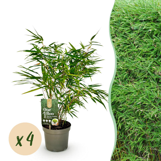 Bamboe - Fargesia rufa - 4 Planten - Niet Woekerend - Forestbloom