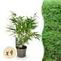 Bamboe - Fargesia rufa - 4 Planten - Niet Woekerend - Forestbloom