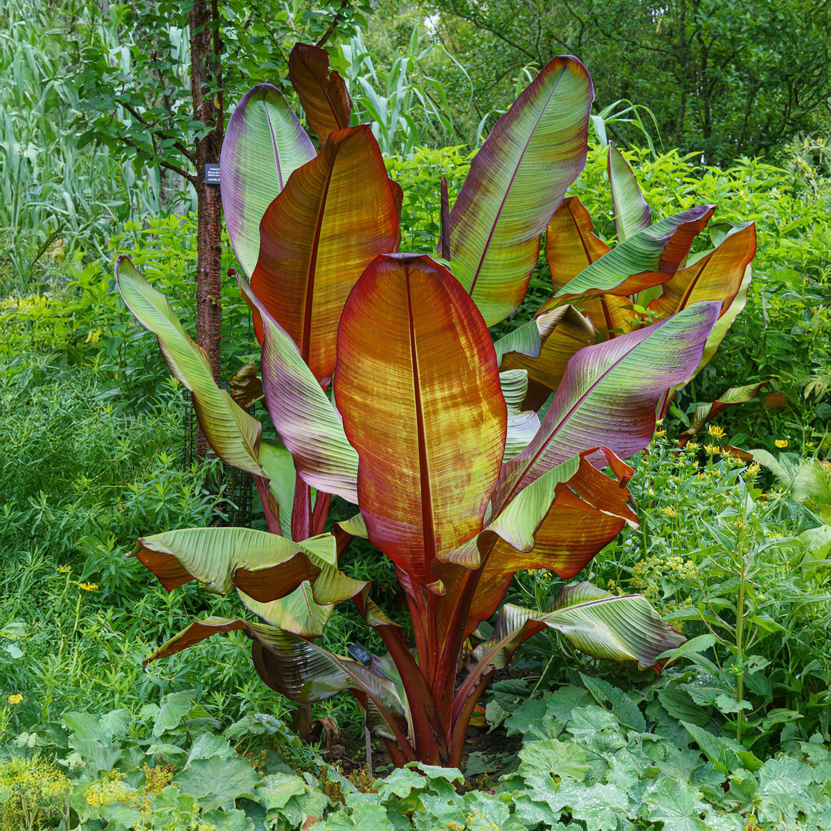 Bananen plant - Ensete ventricosum Maurelli - Winterhard - 2 planten - Forestbloom