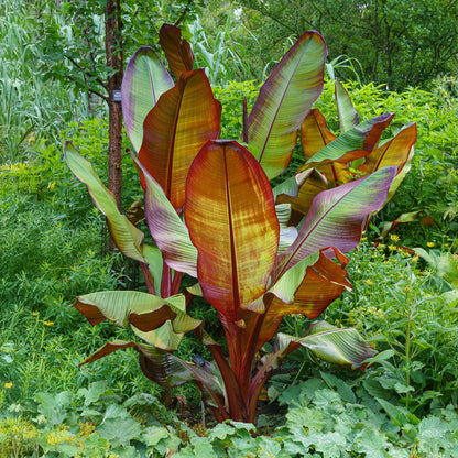 Bananen plant - Ensete ventricosum Maurelli - Winterhard - 2 planten - Forestbloom