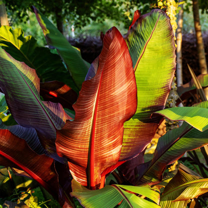 Bananen plant - Ensete ventricosum Maurelli - Winterhard - 2 planten - Forestbloom