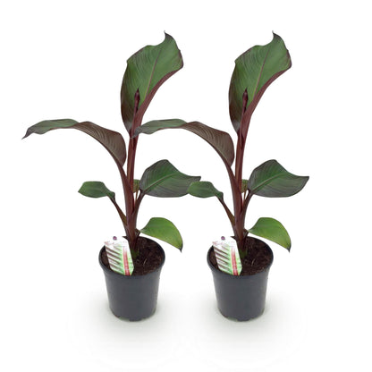 Bananen plant - Ensete ventricosum Maurelli - Winterhard - 2 planten - Forestbloom