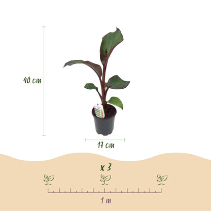 Bananen plant - Ensete ventricosum Maurelli - Winterhard - 2 planten - Forestbloom