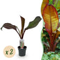 Bananen plant - Ensete ventricosum Maurelli - Winterhard - 2 planten - Forestbloom