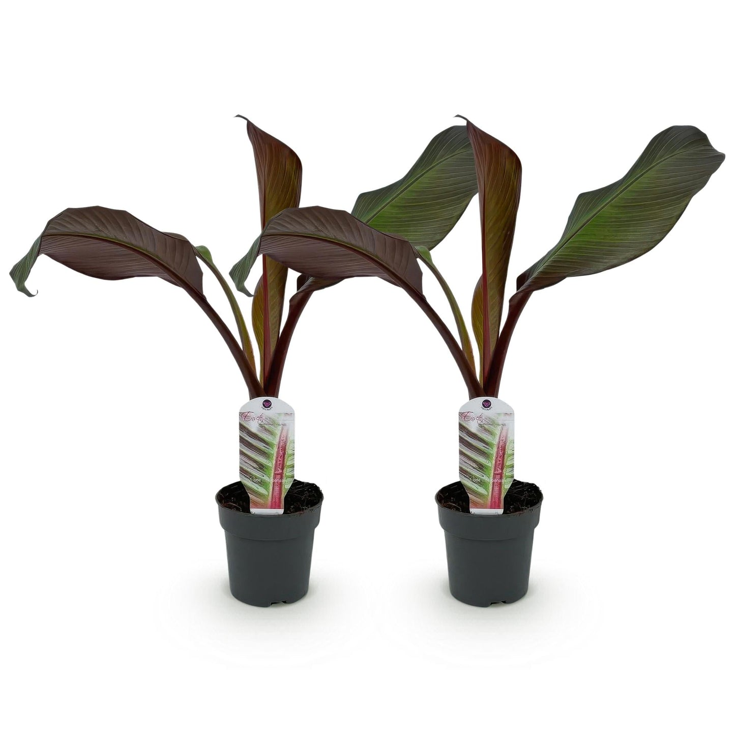 Bananen plant - Ensete ventricosum Maurelli - Winterhard - 2 planten - Forestbloom