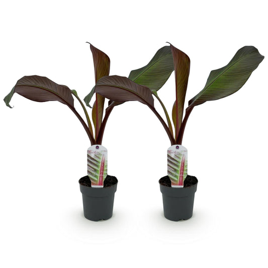 Bananen plant - Ensete ventricosum Maurelli - Winterhard - 2 planten - Forestbloom