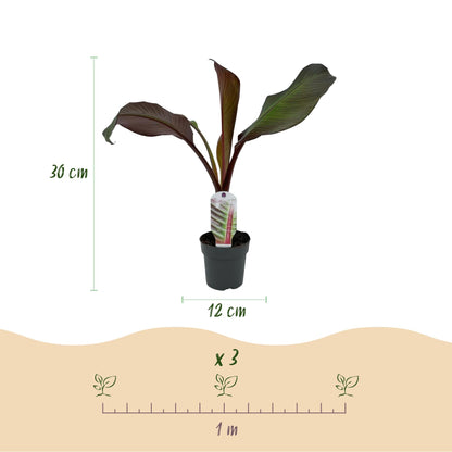 Bananen plant - Ensete ventricosum Maurelli - Winterhard - 4 planten - Forestbloom