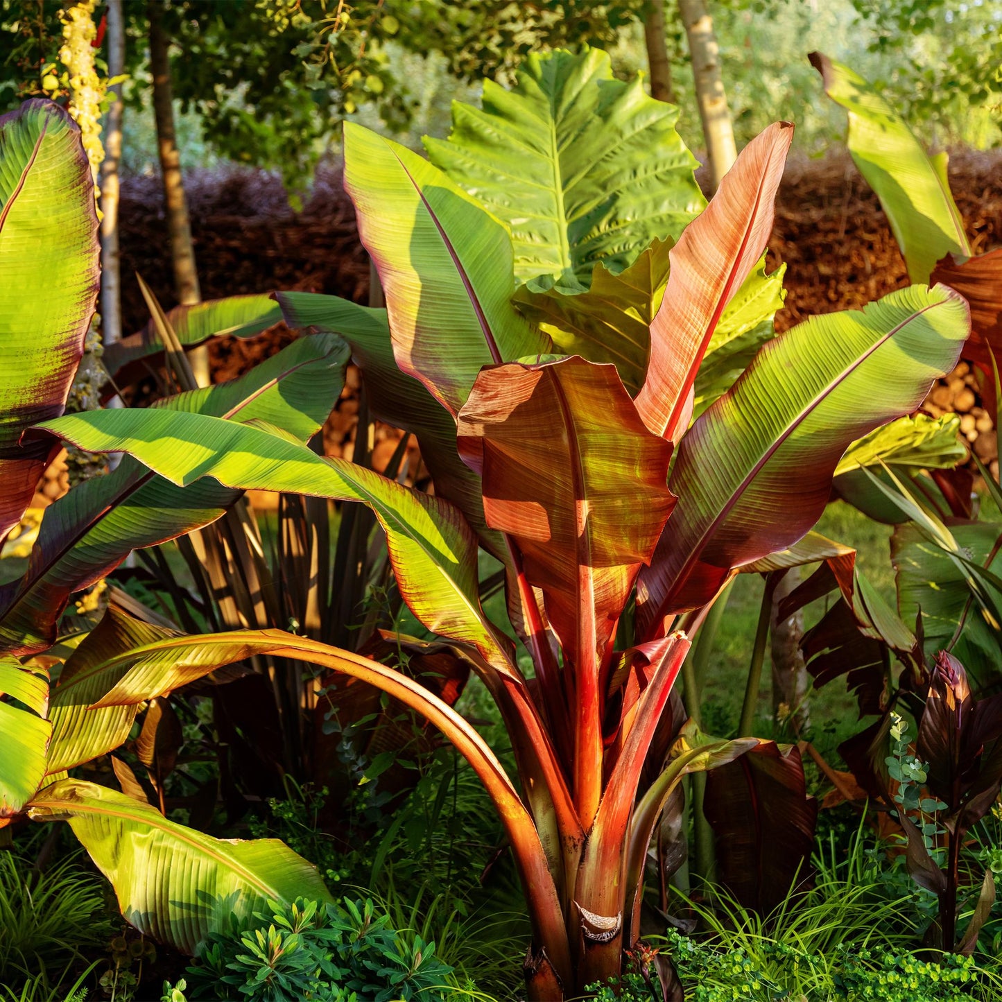 Bananen plant - Ensete ventricosum Maurelli - Winterhard - 4 planten - Forestbloom