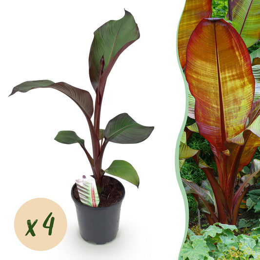 Bananen plant - Ensete ventricosum Maurelli - Winterhard - 4 planten - Forestbloom