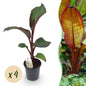 Bananen plant - Ensete ventricosum Maurelli - Winterhard - 4 planten - Forestbloom