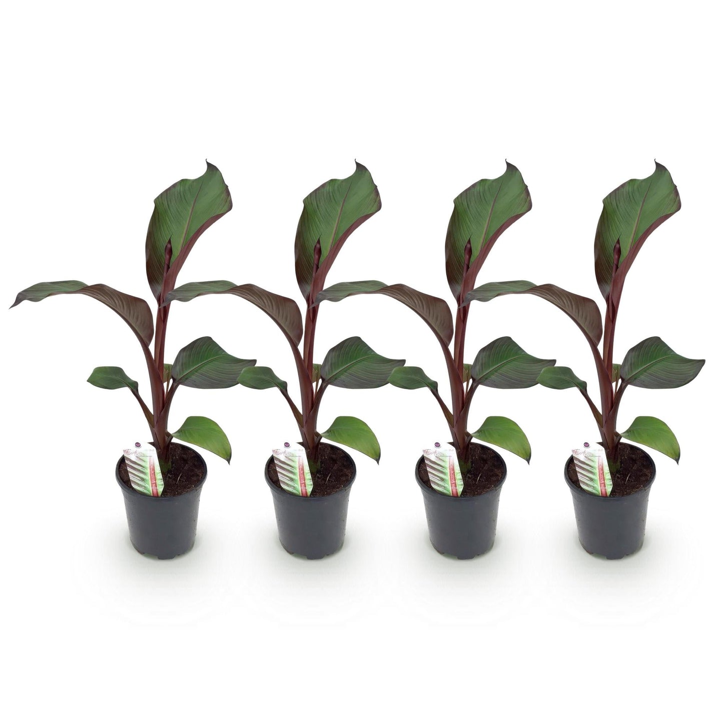 Bananen plant - Ensete ventricosum Maurelli - Winterhard - 4 planten - Forestbloom