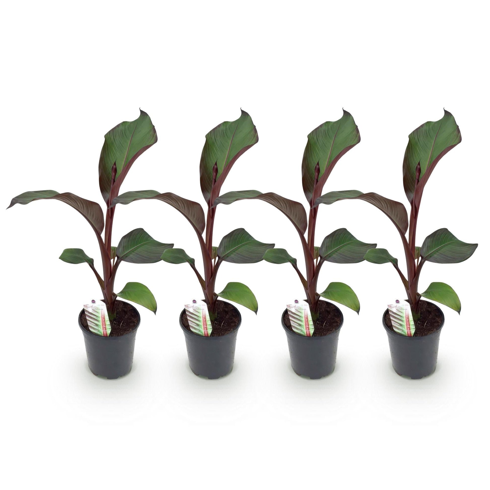 Bananen plant - Ensete ventricosum Maurelli - Winterhard - 4 planten - Forestbloom