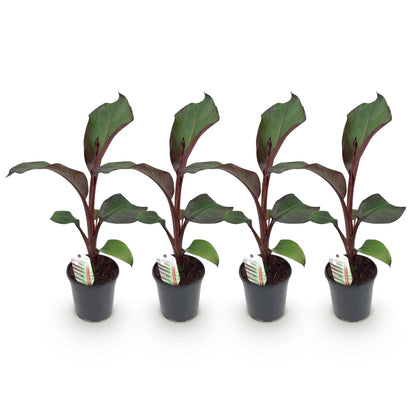 Bananen plant - Ensete ventricosum Maurelli - Winterhard - 4 planten - Forestbloom