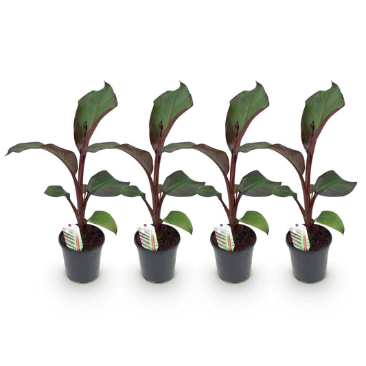 Bananen plant - Ensete ventricosum Maurelli - Winterhard - 4 planten - Forestbloom