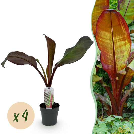 Bananen plant - Ensete ventricosum Maurelli - Winterhard - 4 planten - Forestbloom