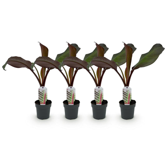 Bananen plant - Ensete ventricosum Maurelli - Winterhard - 4 planten - Forestbloom