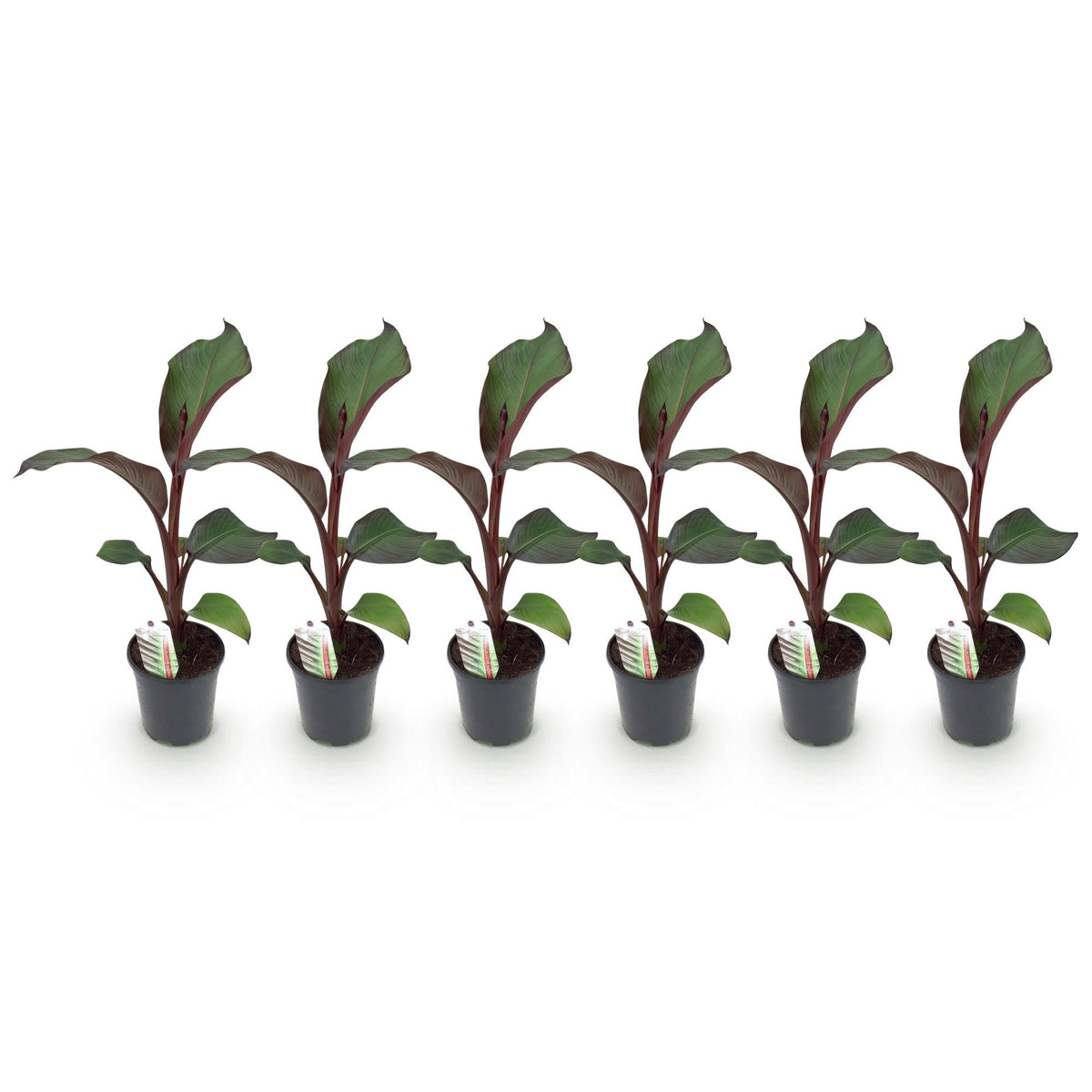 Bananen plant - Ensete ventricosum Maurelli - Winterhard - 6 planten - Forestbloom