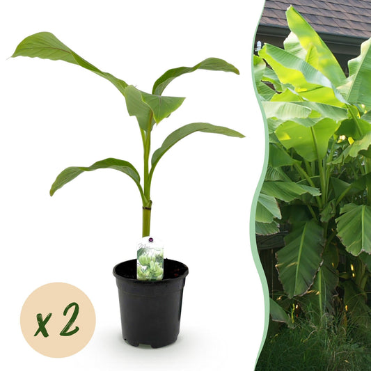Bananen plant - Musa Basjoo - Winterhard - 2 planten - Forestbloom