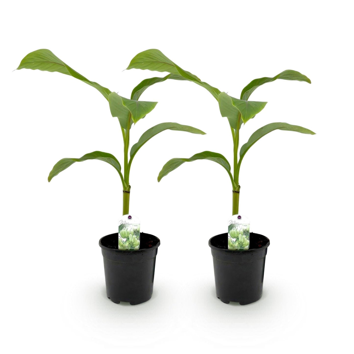 Bananen plant - Musa Basjoo - Winterhard - 2 planten - Forestbloom