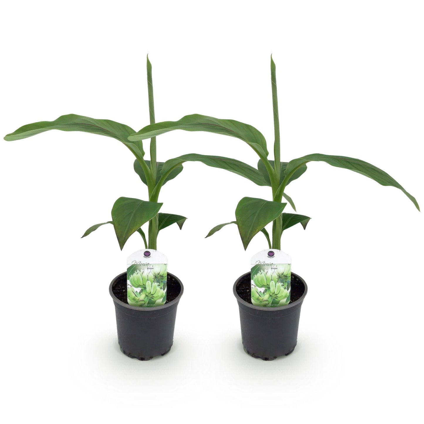 Bananen plant - Musa Basjoo - Winterhard - 2 planten - Forestbloom